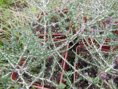 Thym à têtes Thym à têtes