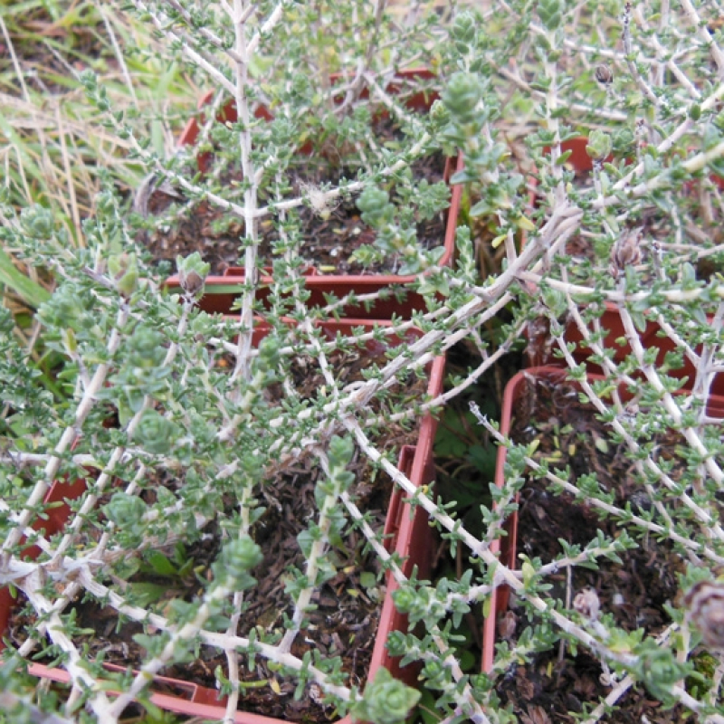 Thym à têtes Thym à têtes