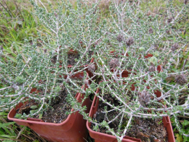 Thym à têtes Thym à têtes