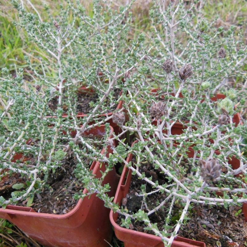 Thym à têtes Thym à têtes