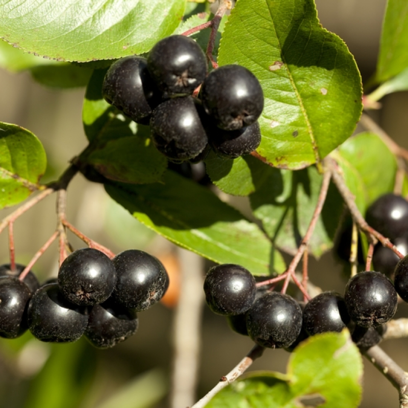 Aronia pourpre