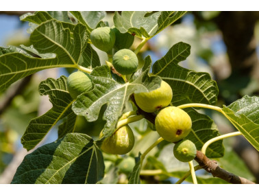 Figuier  Précoce de Dalmatie