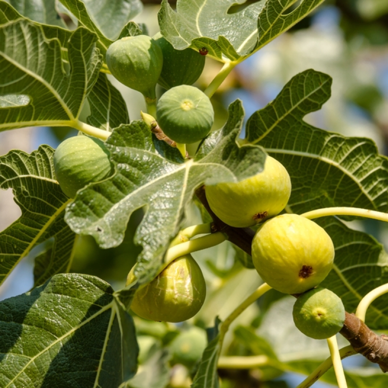 Figuier  Précoce de Dalmatie