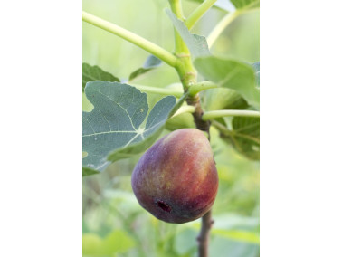 Figuier  Brown Turkey