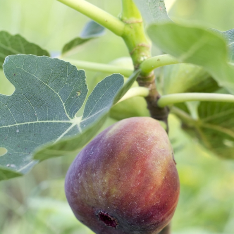 Figuier  Brown Turkey