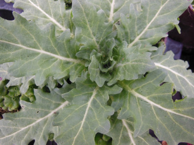 Jusquiame noire Jusquiame noire