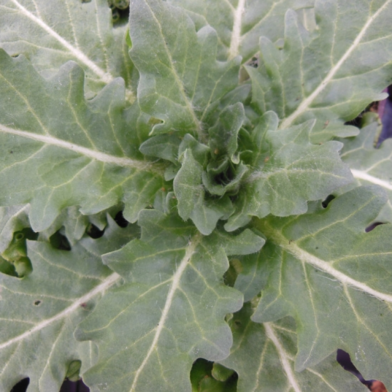 Jusquiame noire Jusquiame noire