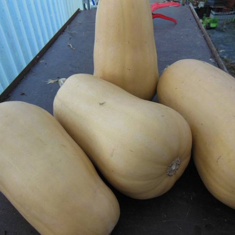 Courge Sucrine du Berry Courge Sucrine du Berry