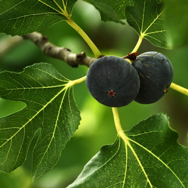 Figuier  Violette d'Argenteuil