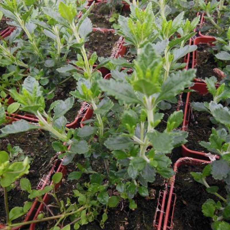 Germandrée Petit-chêne Germandrée Petit-chêne