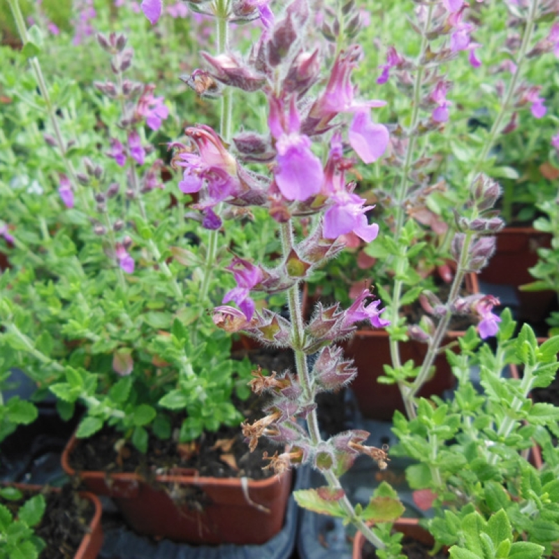 Germandrée Petit-chêne Germandrée Petit-chêne