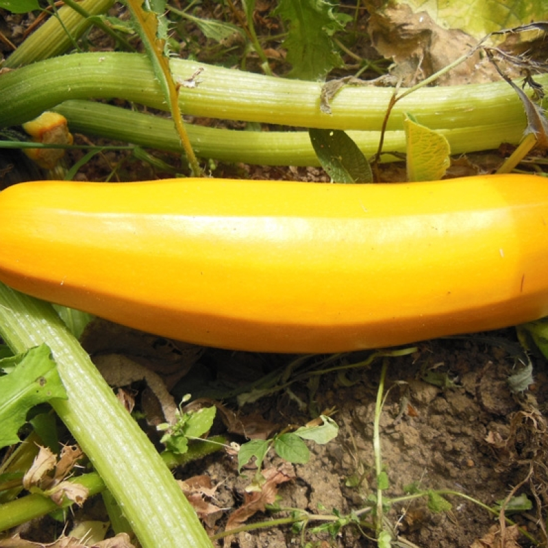 Courgette jaune Sebring Courgette jaune Sebring