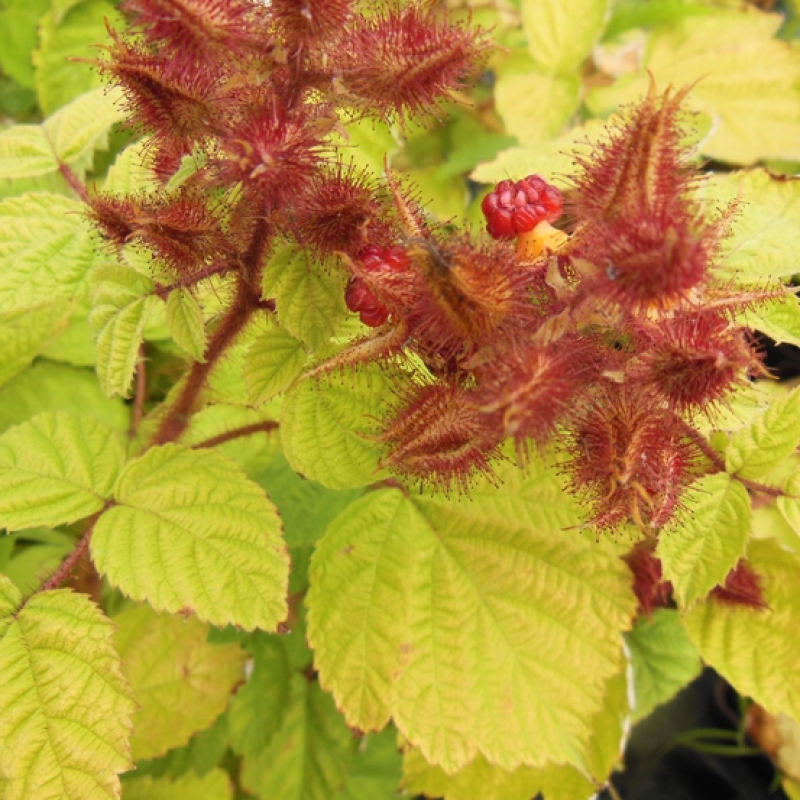 Mûrier du Japon Mûrier du Japon