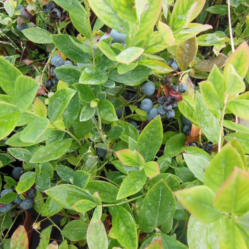 Myrtillier nain "Sunshine blue" Myrtillier nain "Sunshine blue"