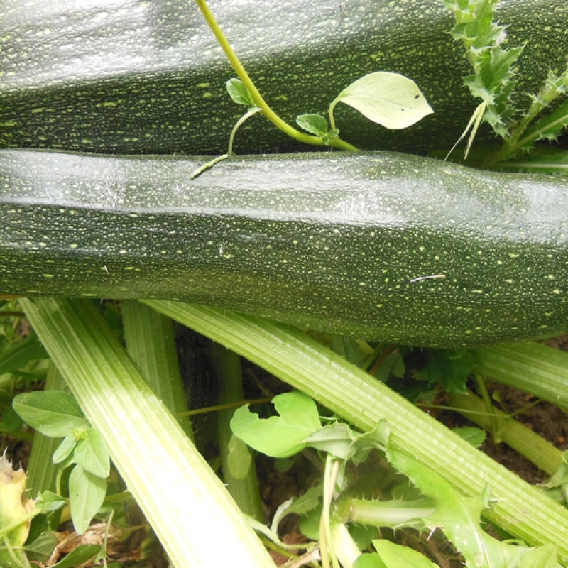 Courgette Diamant 
