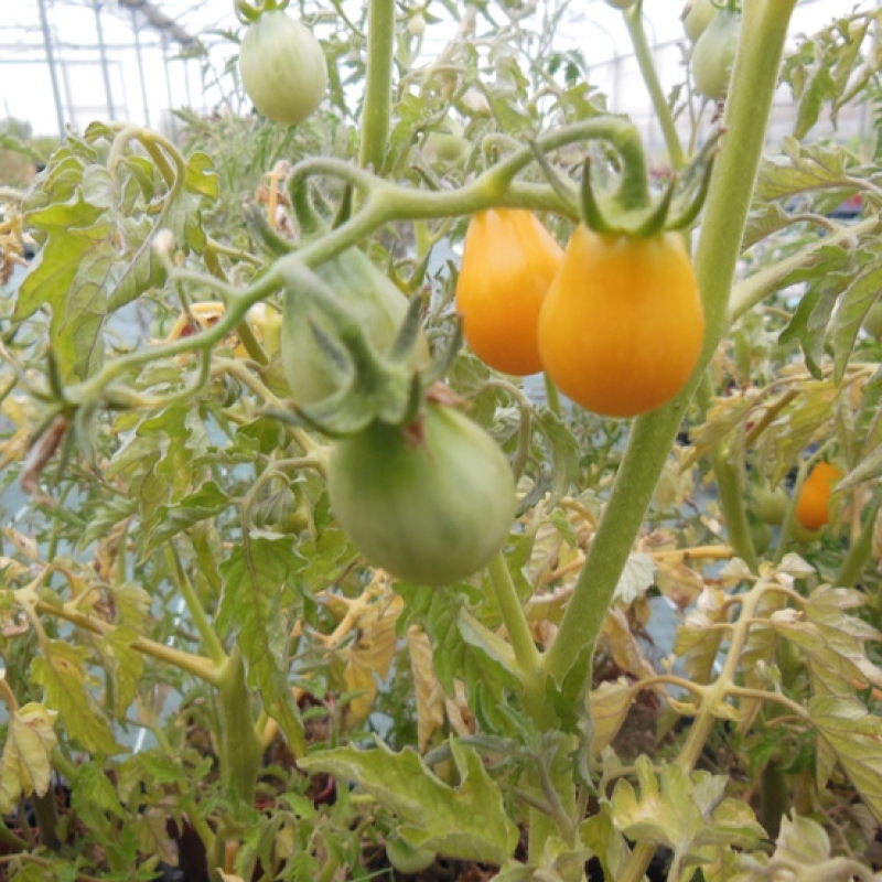 Tomate cerise jaune Yellow Pearshaped Tomate cerise jaune Yellow Pearshaped