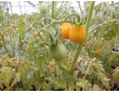 Tomate cerise jaune Yellow Pearshaped Tomate cerise jaune Yellow Pearshaped