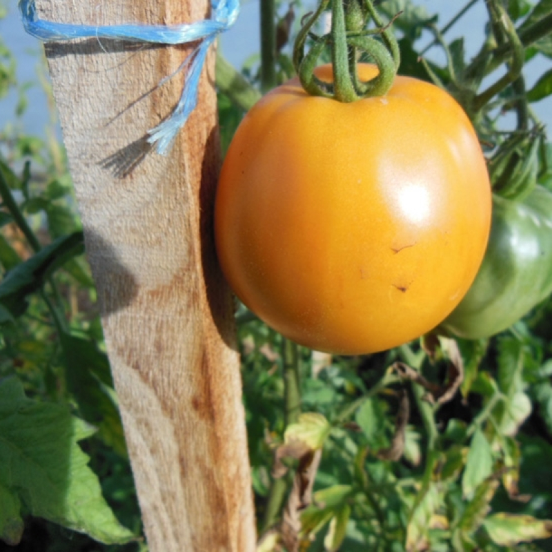 Tomate Orange Queen