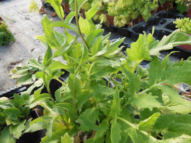 Serratule des teinturiers