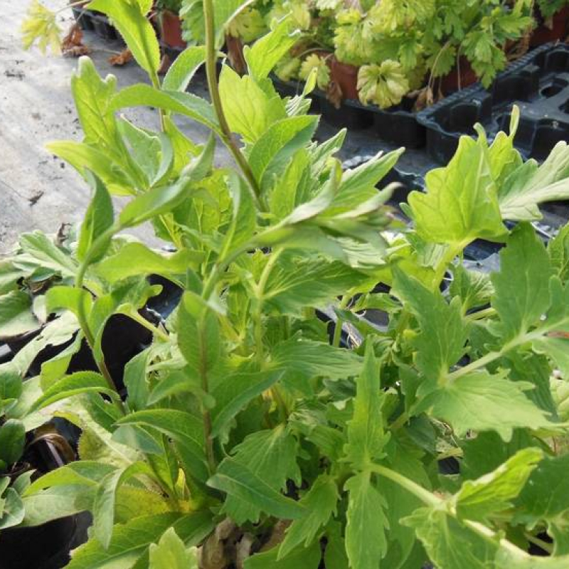 Serratule des teinturiers