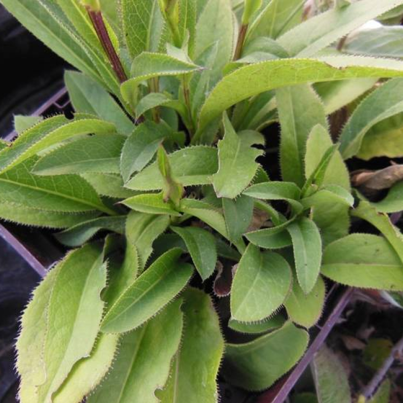 Serratule des teinturiers