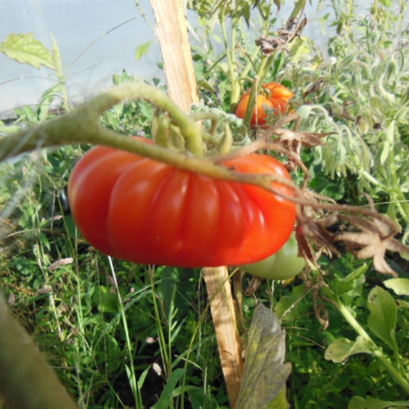 Tomate costoluto genovese Tomate costoluto genovese