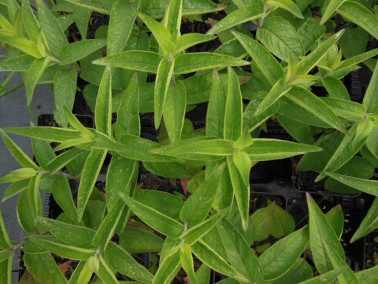 Monarde menthe Monarde menthe