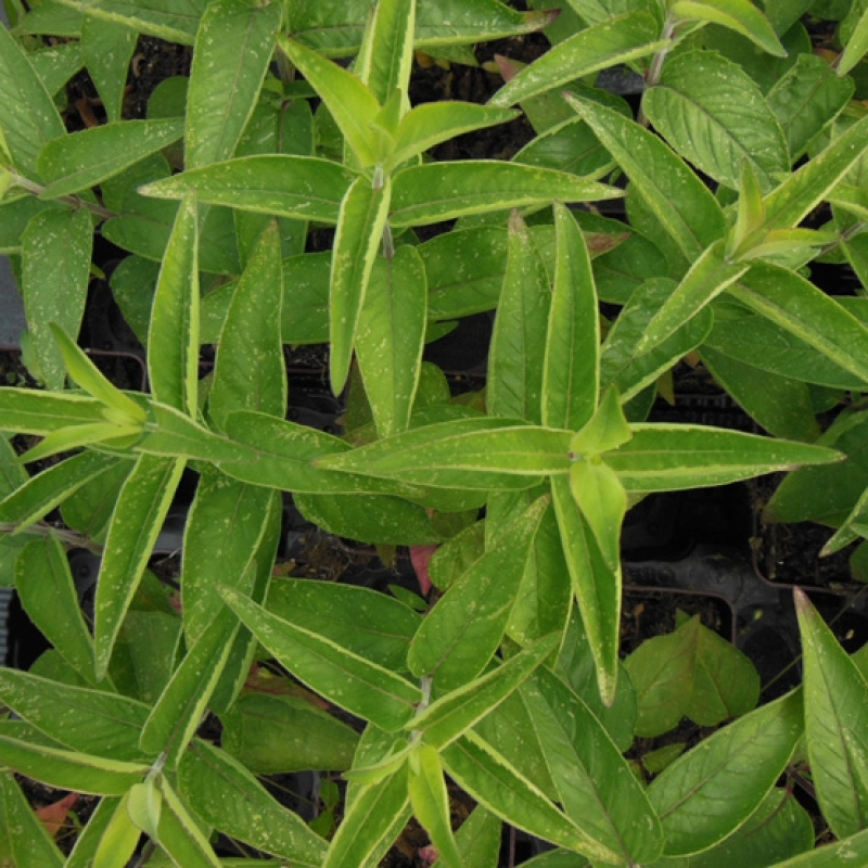 Monarde menthe Monarde menthe