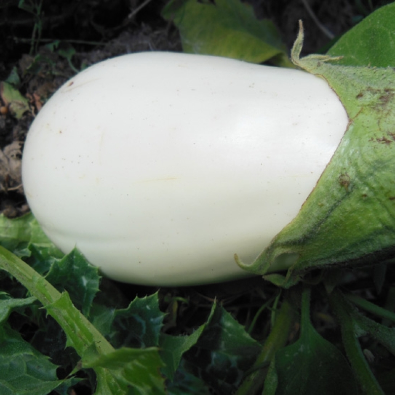 Aubergine blanche Clara