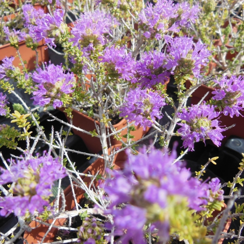 Thym à têtes Thym à têtes