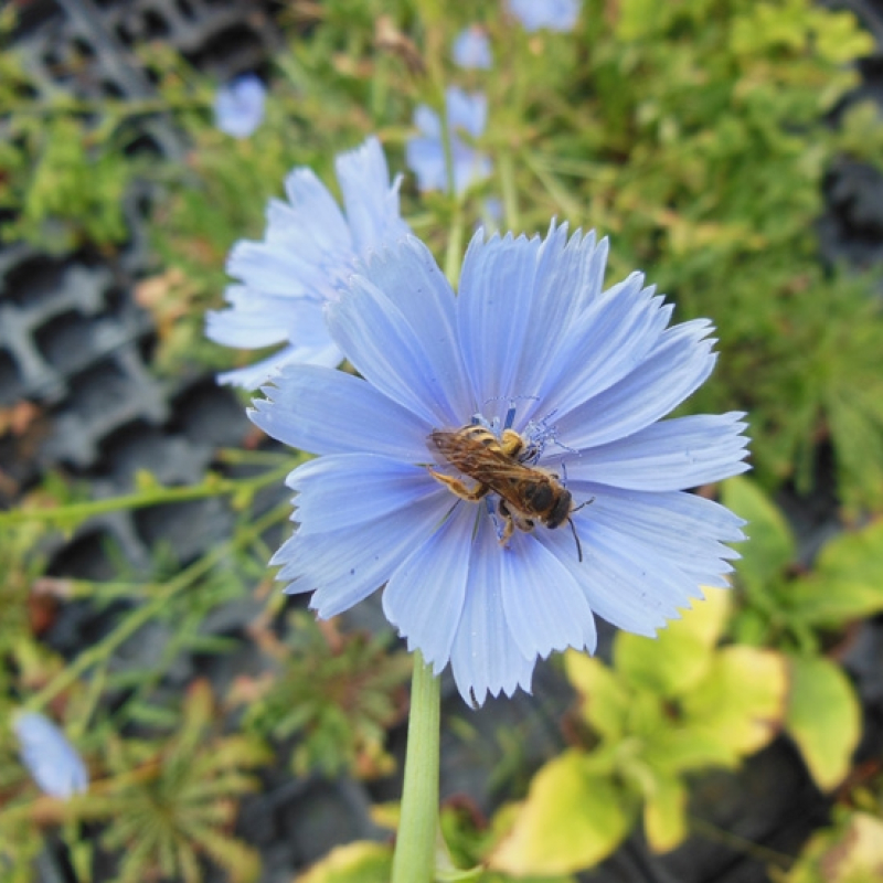 Chicorée sauvage, aimée des abeilles Chicorée sauvage, aimée des abeilles