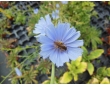 Chicorée sauvage, aimée des abeilles Chicorée sauvage, aimée des abeilles