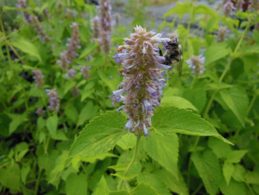 Agastache menthe, plante des pollinisateurs Agastache menthe, plante des pollinisateurs