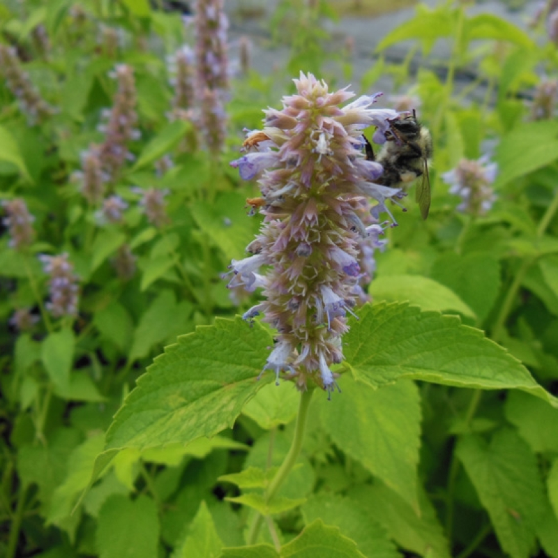 Agastache menthe, plante des pollinisateurs Agastache menthe, plante des pollinisateurs