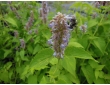 Agastache menthe, plante des pollinisateurs Agastache menthe, plante des pollinisateurs