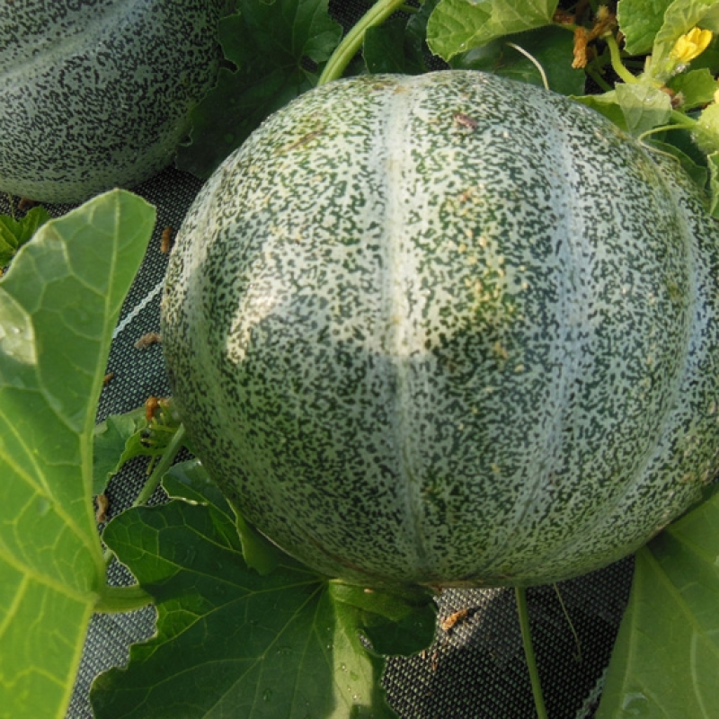 Melon petit gris de Rennes Melon petit gris de Rennes