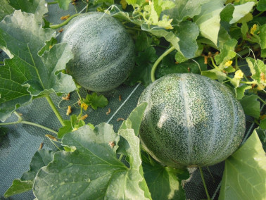 Melon petit gris de Rennes Melon petit gris de Rennes