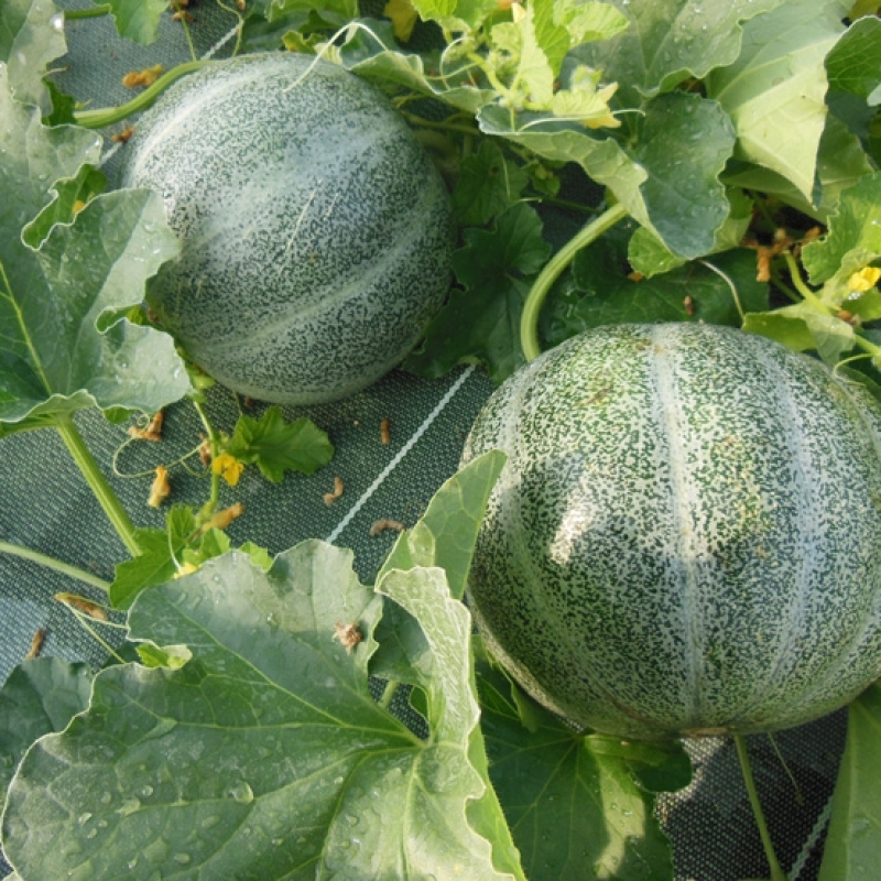 Melon petit gris de Rennes Melon petit gris de Rennes