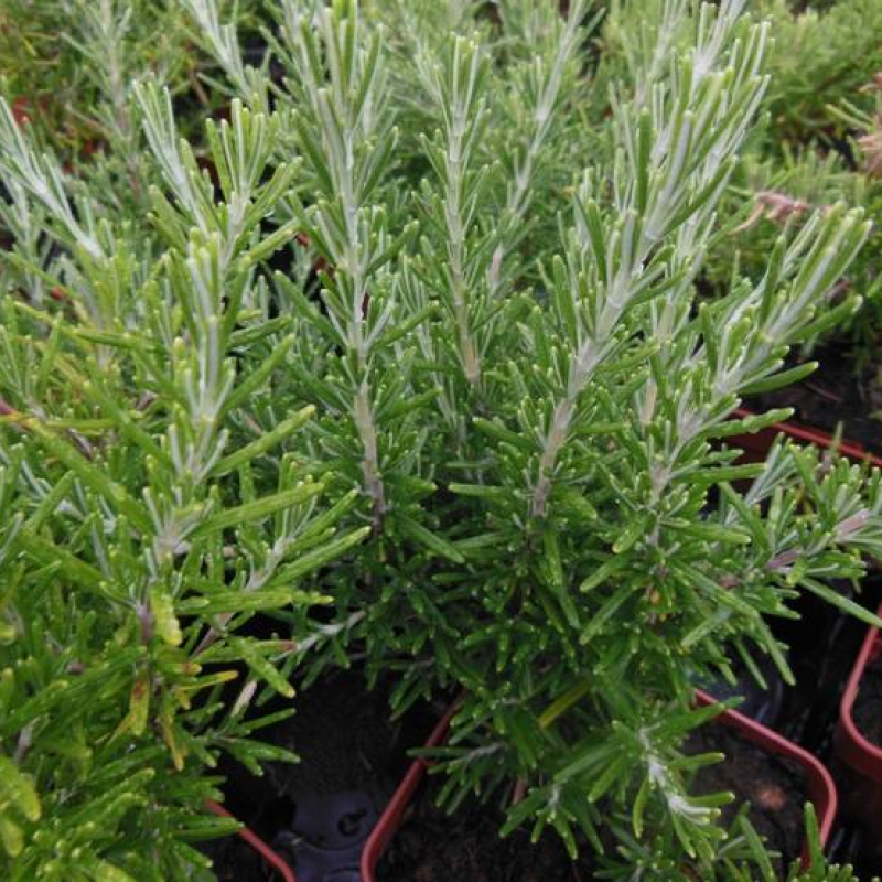 Romarin Pointe du Raz Romarin Pointe du Raz