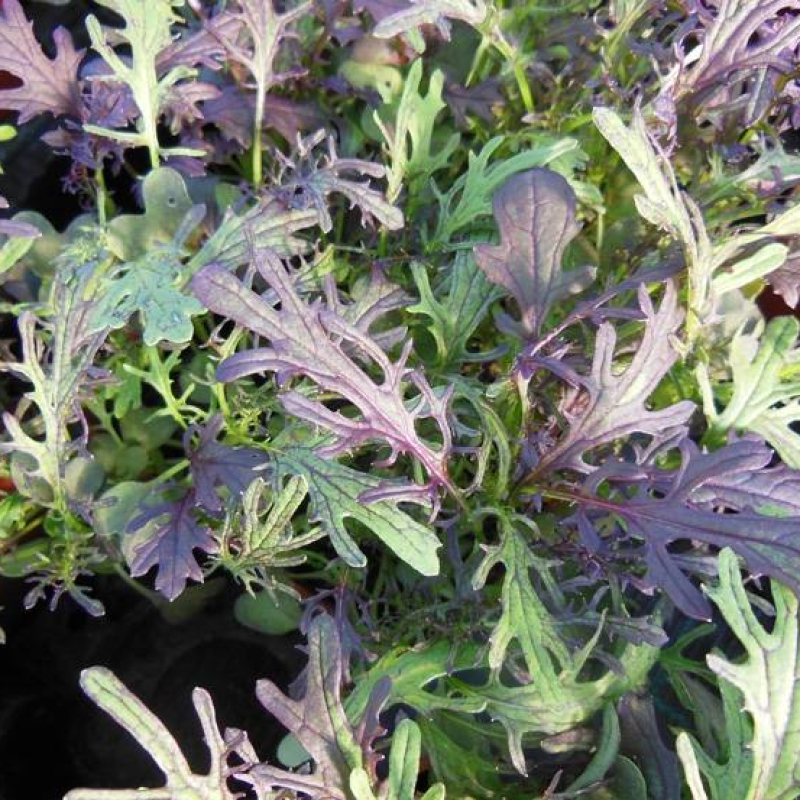 Moutarde de Chine Tashi Moutarde de Chine Tashi