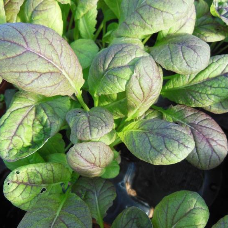 Moutarde de Chine Osaka Moutarde de Chine Osaka