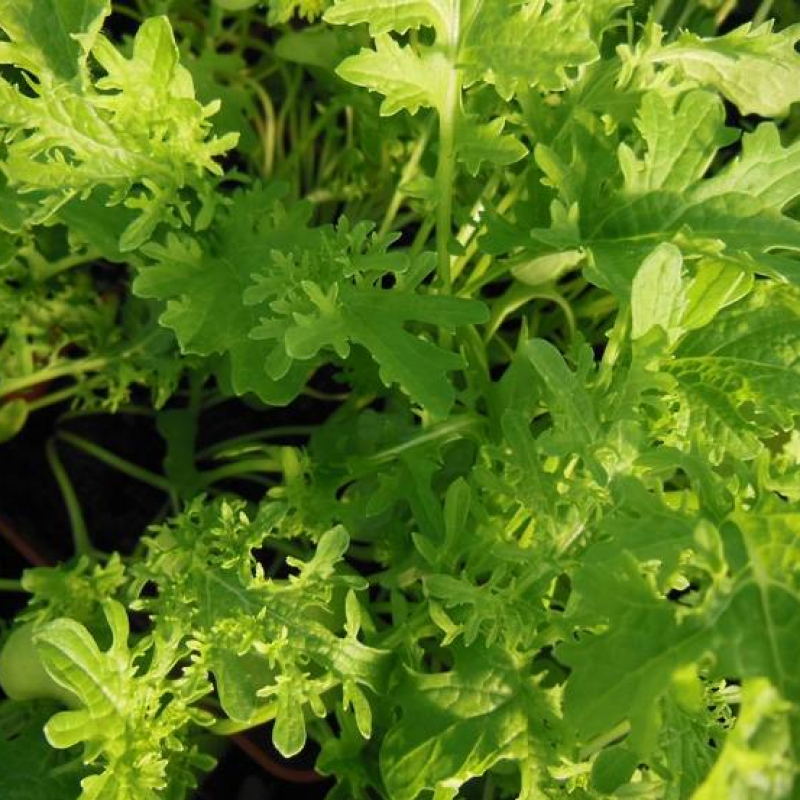 Moutarde de Chine Golden Frills