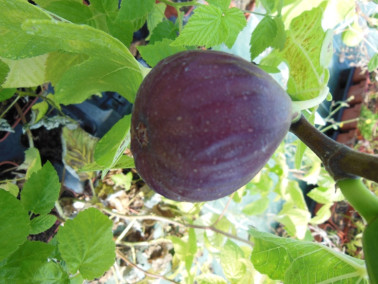 Figuier  Violette d'Argenteuil