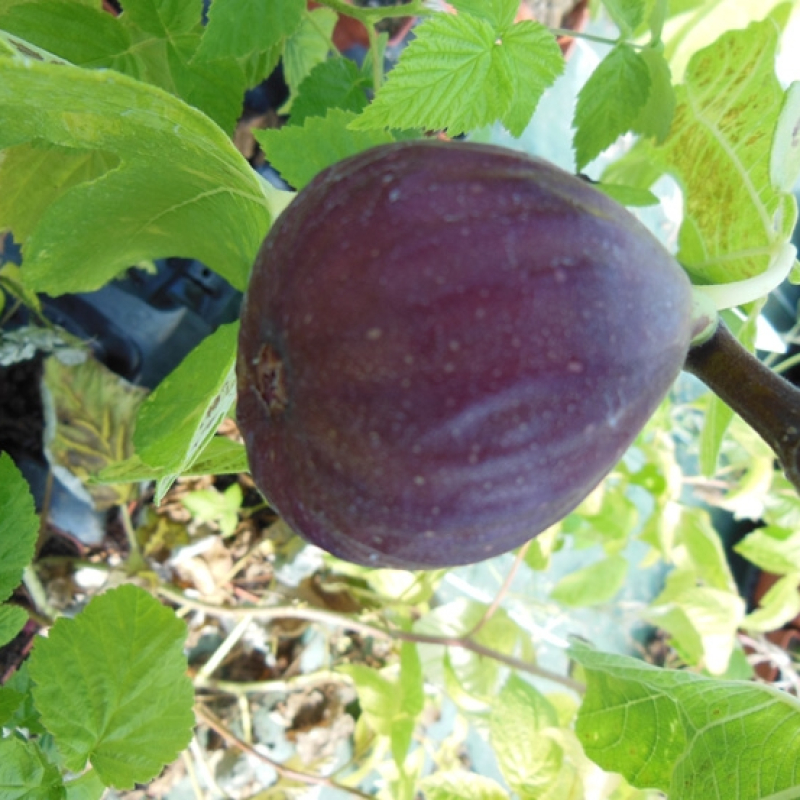 Figuier  Violette d'Argenteuil
