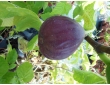 Figuier  Violette d'Argenteuil