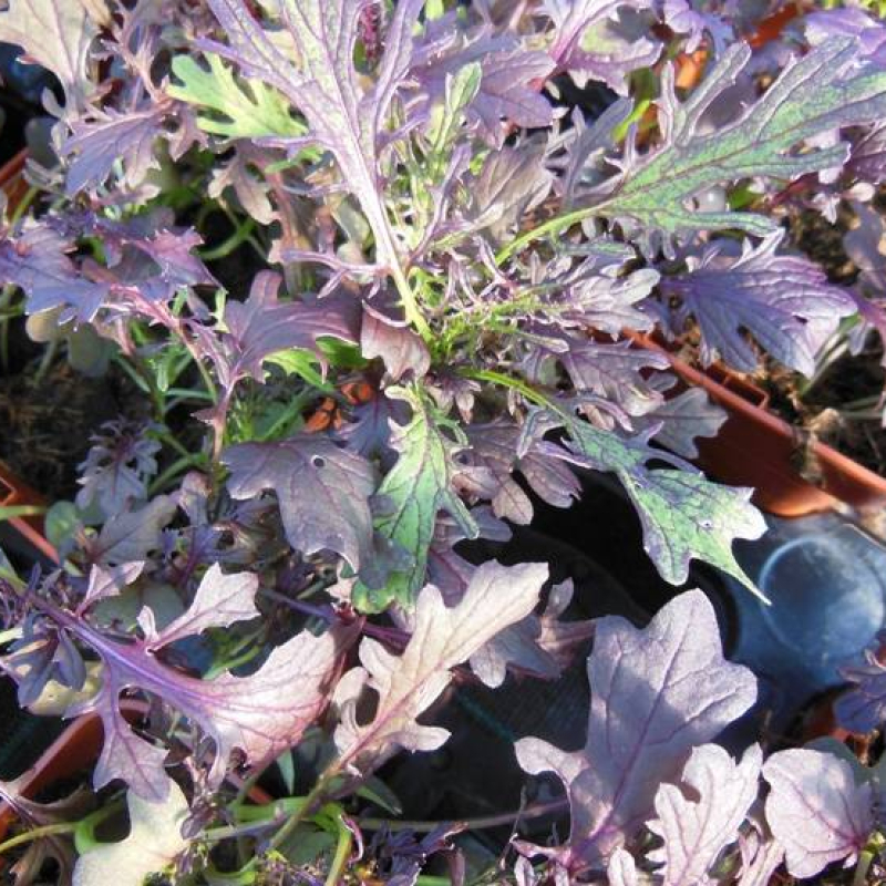 Moutarde de Chine Purple Frills Moutarde de Chine Purple Frills