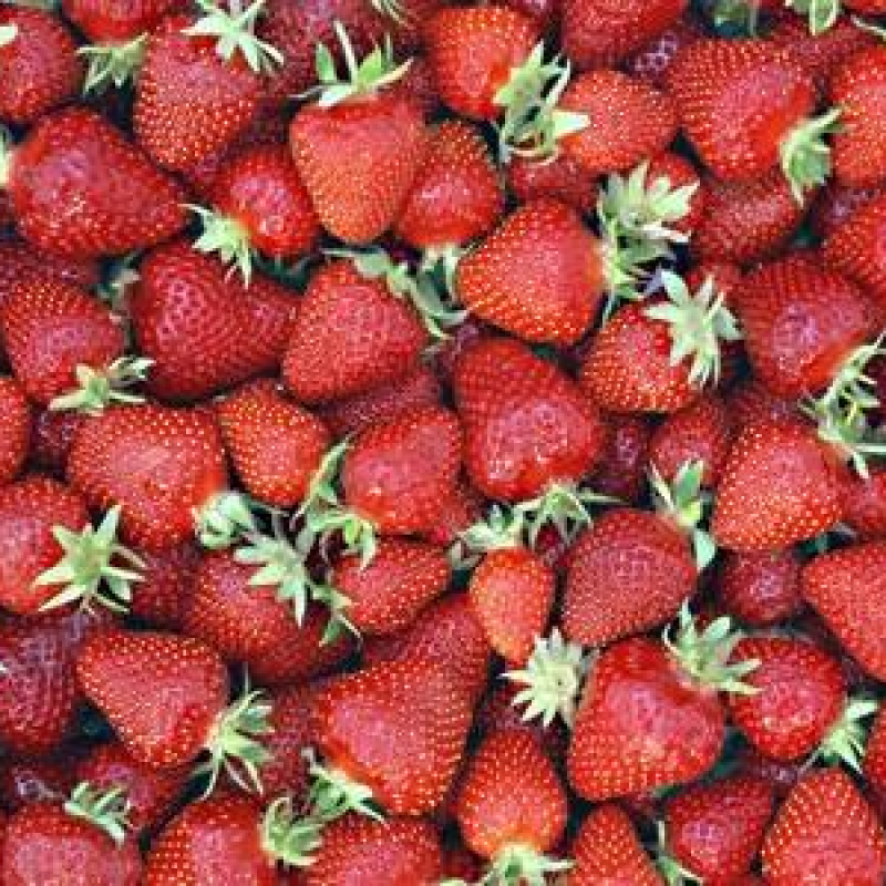 Fraisier non remontant Guariguette