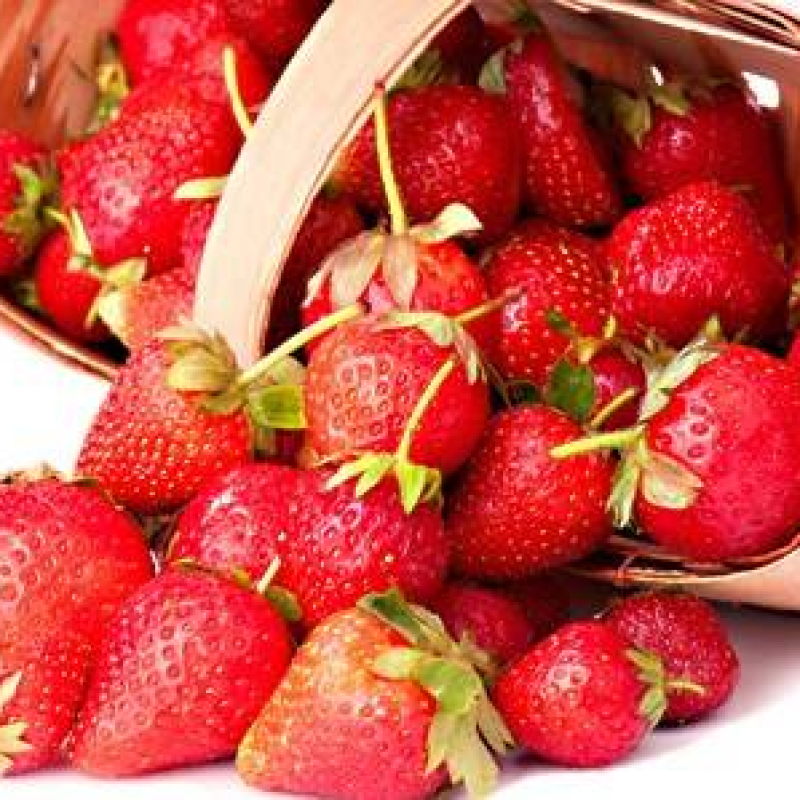 Fraisier remontant Mara des Bois Fraisier remontant Mara des Bois