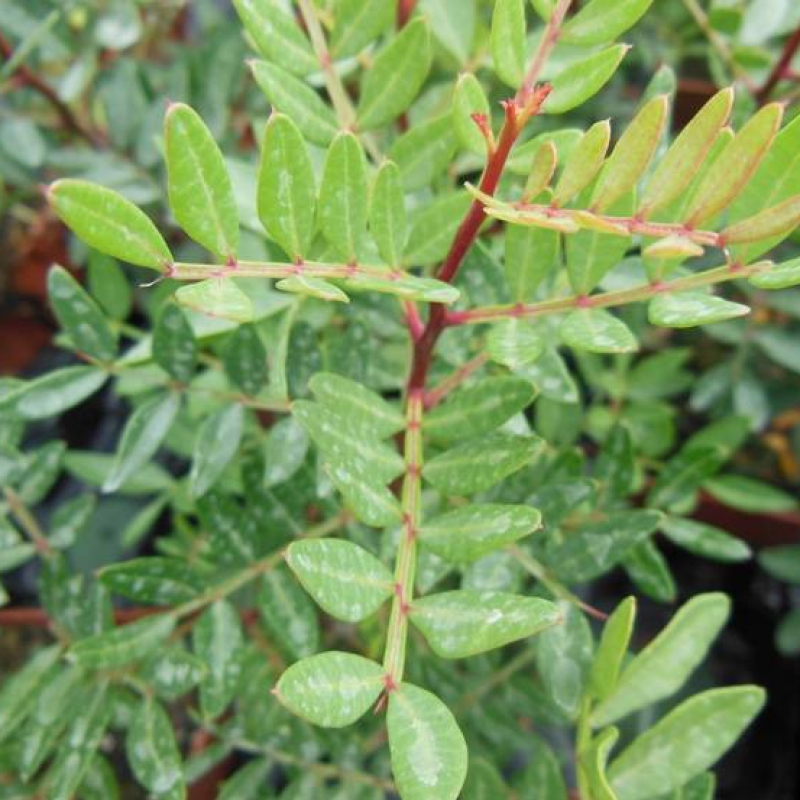 Pistachier lentisque