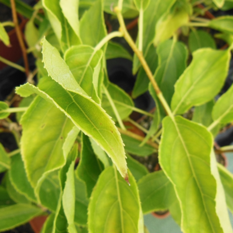 Actinidia Kiwaï Actinidia Kiwaï